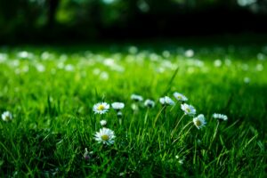 white daisy on grass field