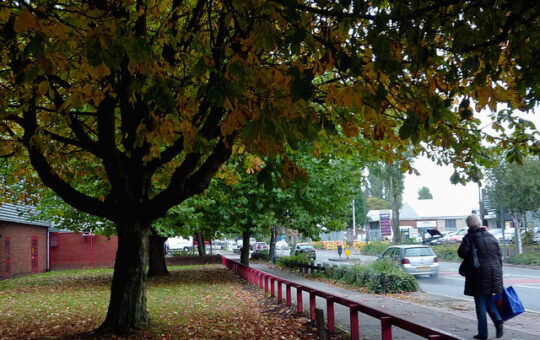 Maple trees by Owen Road in Willenhall, Walsall