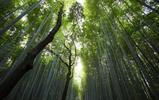 Aunque carecen de sentidos en el sentido tradicional, los árboles han desarrollado formas de percepción igualmente efectivas y sofisticadas