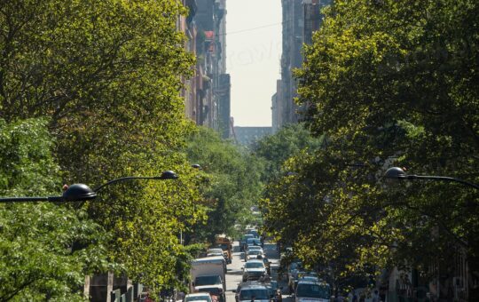 Examples of urban forestry are