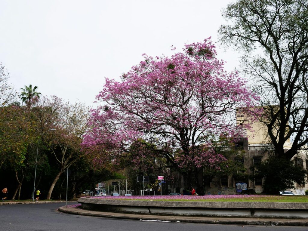 a tree with pink flowers in the middle of a roundabout in city