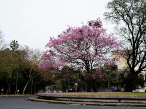 a tree with pink flowers in the middle of a roundabout in city